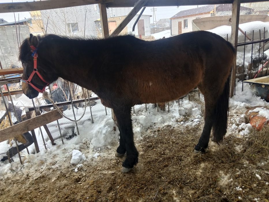 Айғыр сатылады аа