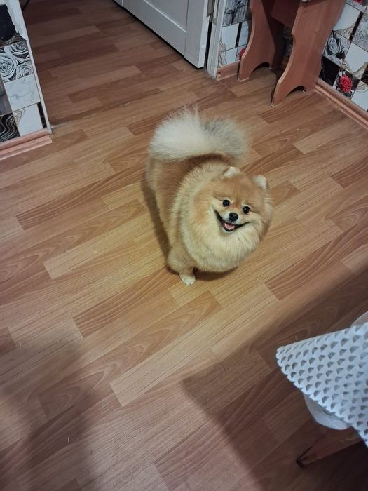 Продам собачку .