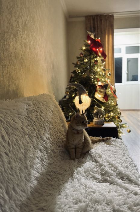 Отдам даром .