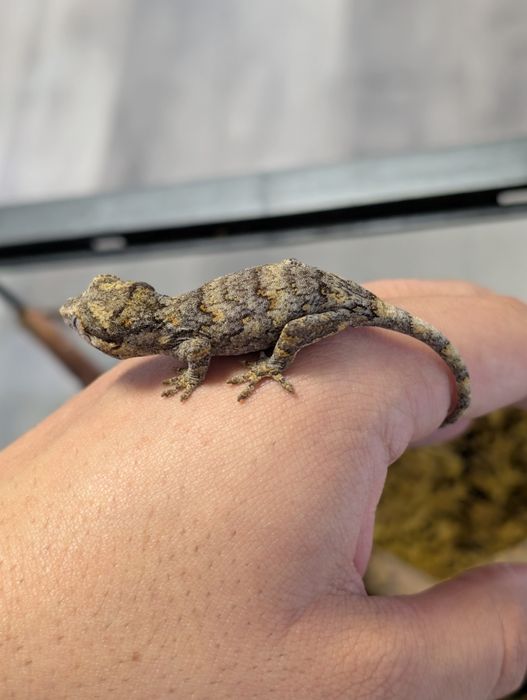Soparla Gecko Gargoyle