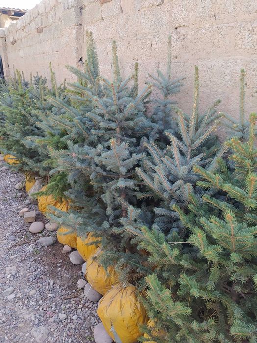 Голубой ель оптом и розницу