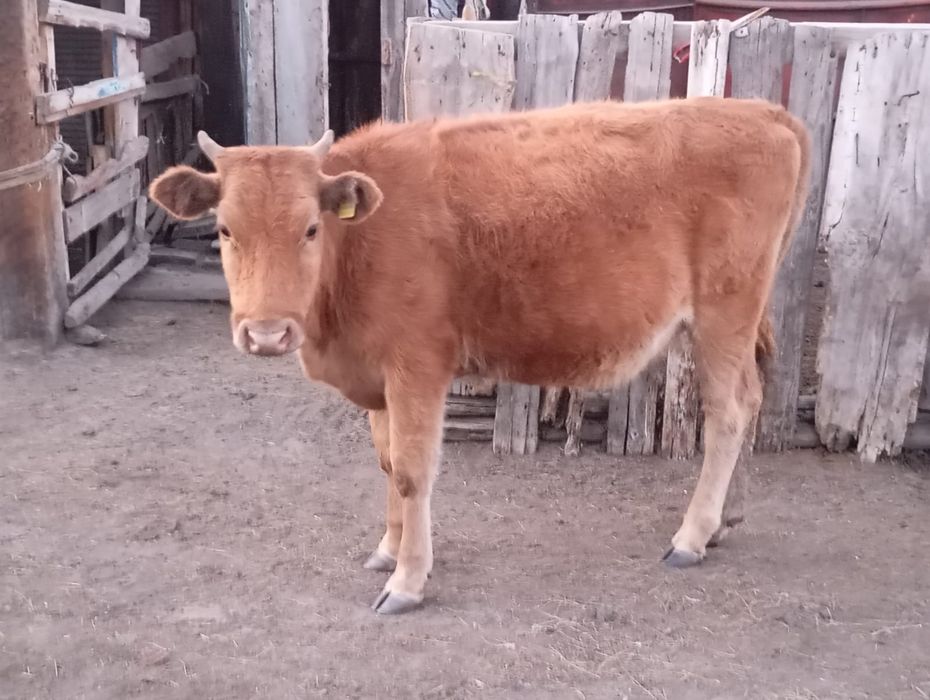 Құнажын сатылады