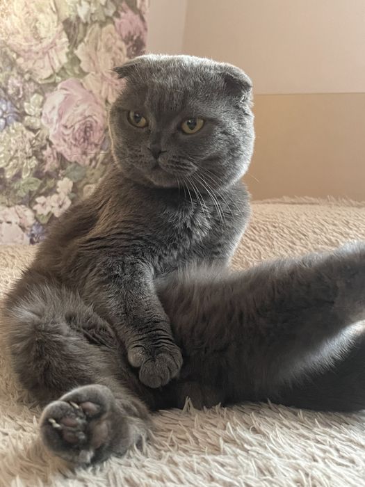 вязка,скотиш фолд