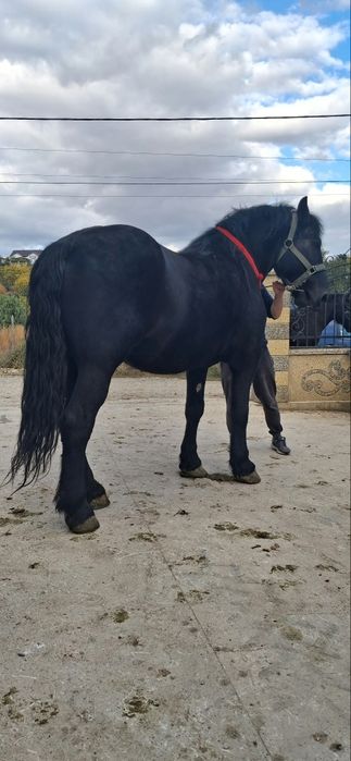 Vând iapă semi grea