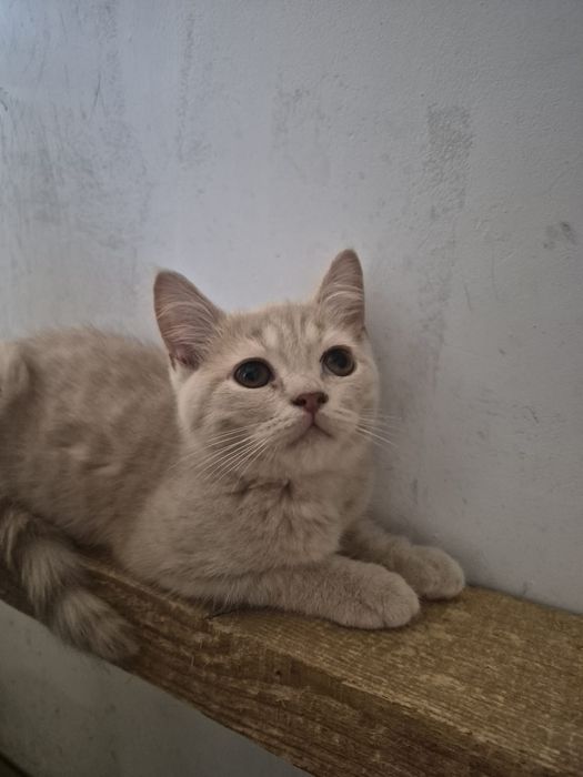 British shorthair