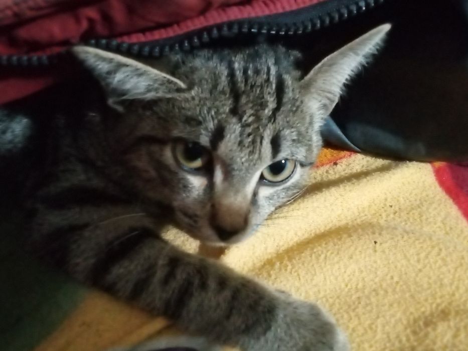 Отдам котенка девочку
