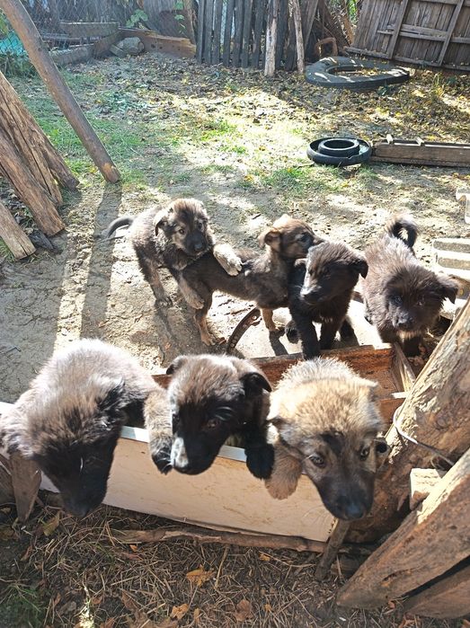 Ofer spre adopție cățeluși de curte