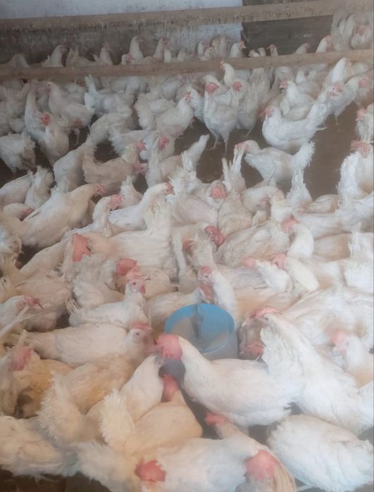 Продаю кур несушек