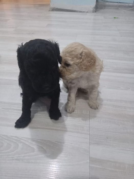 Продаем щенков Той Пуделя