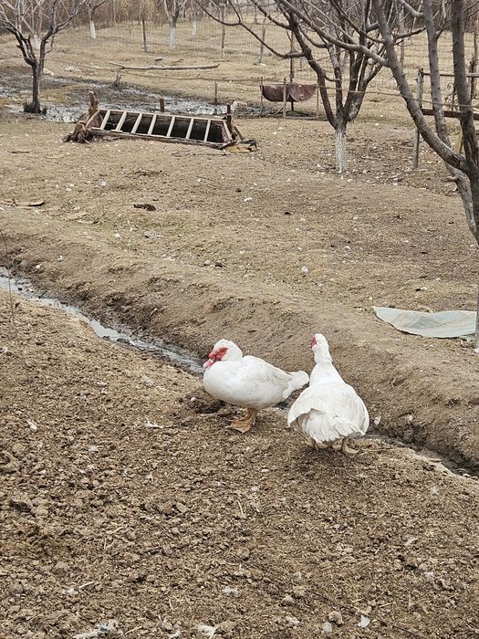 Индоутки белые самки самцы продоются