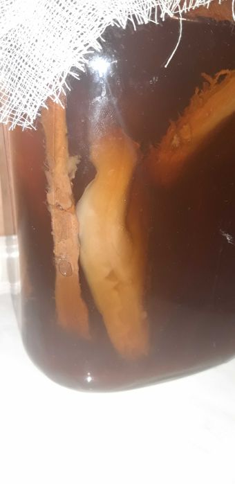 Ciuperca Kombucha ceai