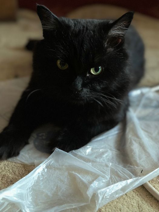 Кот в добрые руки