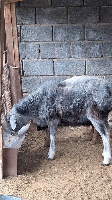 Сатылады көк қошқар