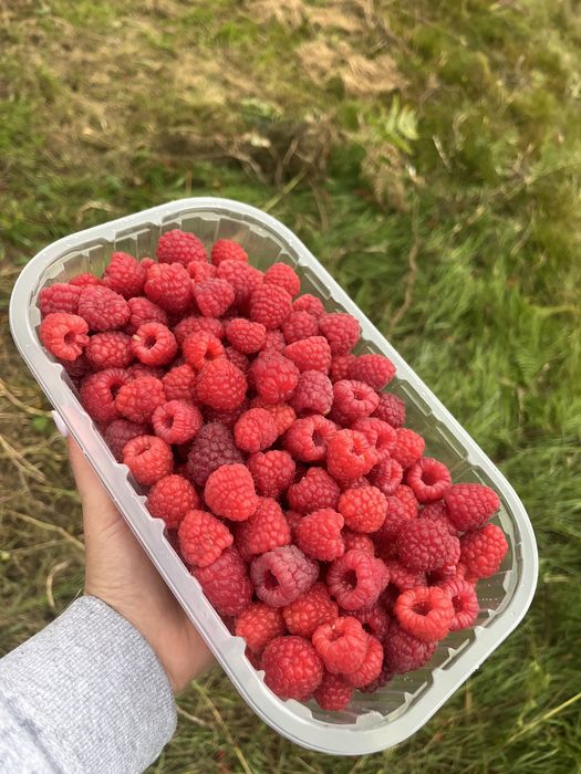 Zmeură de vânzare