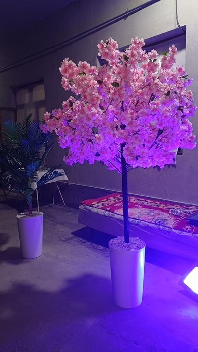 Sakura dekorativ daraxti gul sotiladi