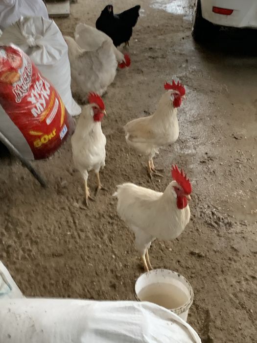 Әтештер сатылады!