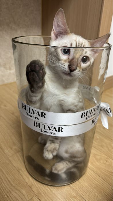 Бенгальская кошка
