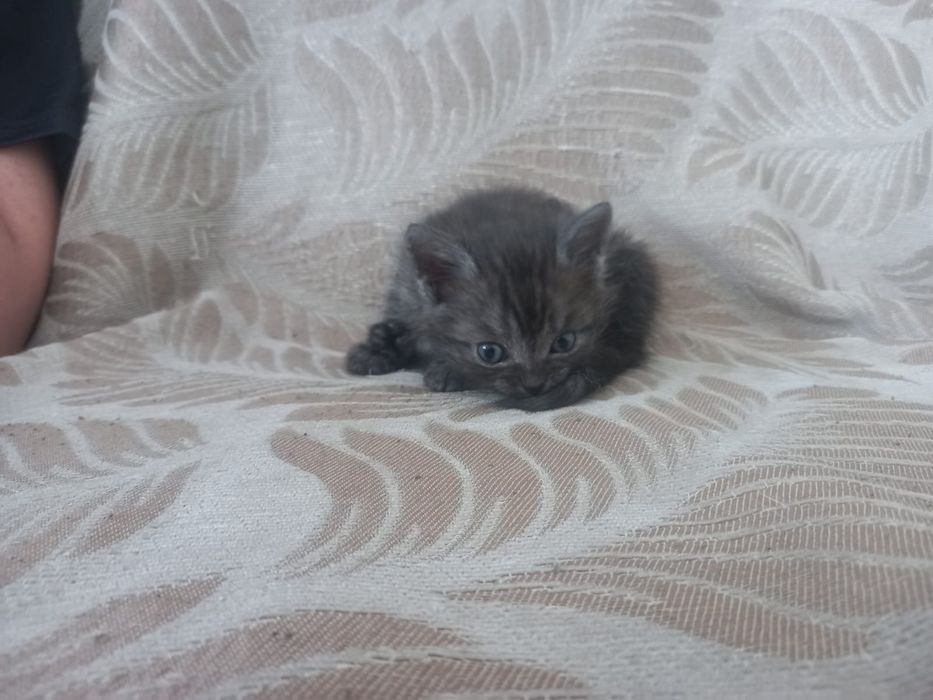 Отдам в добрые руки