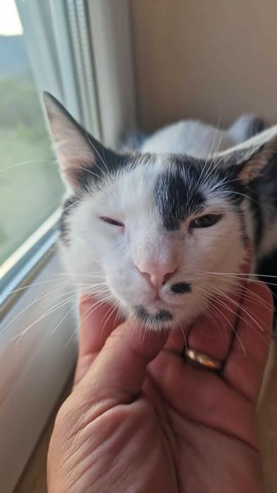 Oreo-motanel spre adoptie Vulcan,Hunedoara