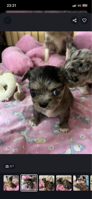 чихуахуа щенки малинкие