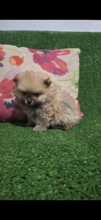 Померан мини померанчета