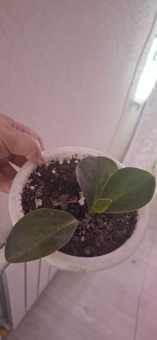 Продам пеперомию.