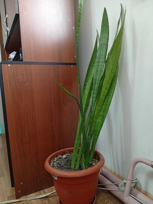 комнатные растения