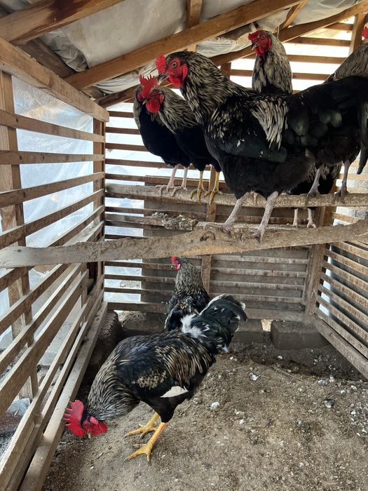 Damashniy jo’ja xo’rozla