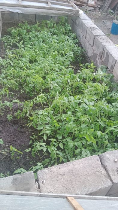 Продам рассаду томатов