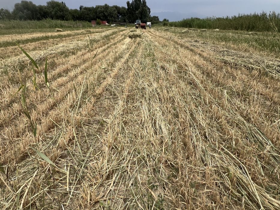 Продается  Сено с арпой