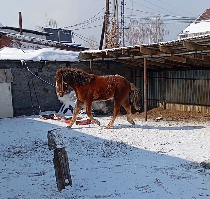 Продам жеребчика 2 года