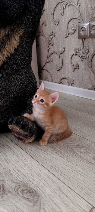 Отдам котенка в добрые руки