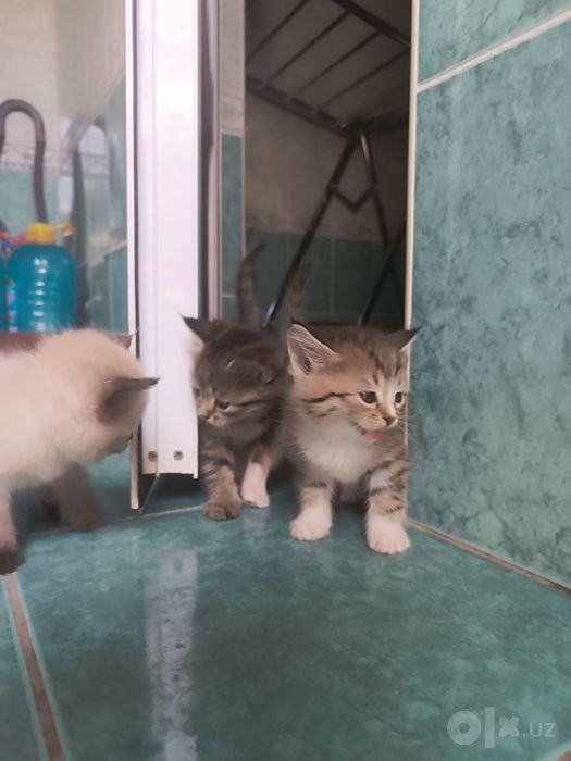 Котята бесплатно