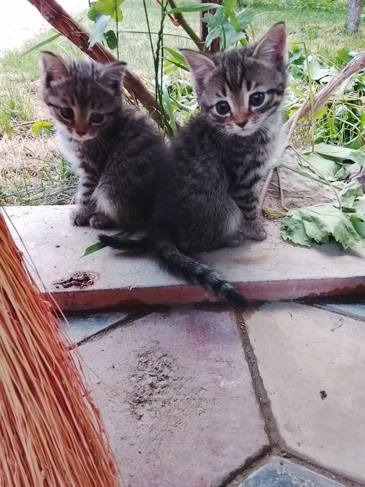 Отдам котят в хорошие руки