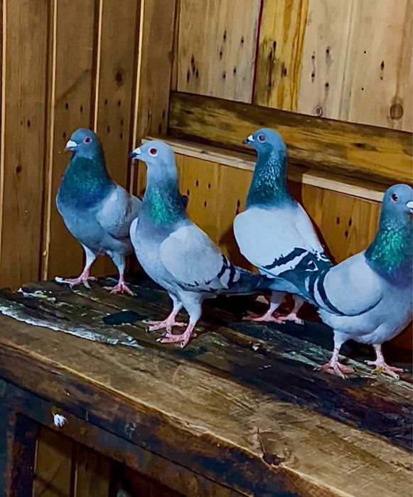 Продам голубей спортивные чехи