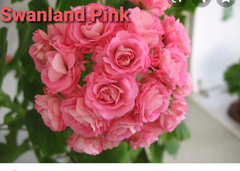 Пеларгония австралия. Пеларгония Swanland Pink Australien. Пеларгония Australien Pink Rosebud. Пеларгония розебудная Swanland Pink. Australien Pink Rosebud (розебудная) пеларгония.