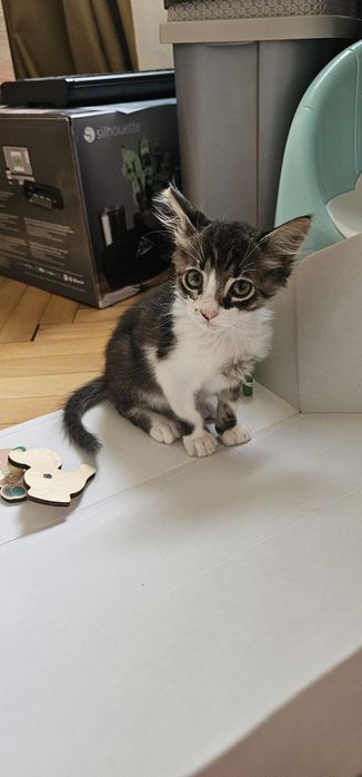 Подарявам котенце
