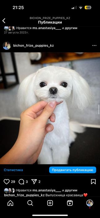 Мальтезе гипоаллергенная порода собак