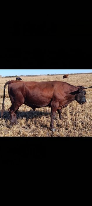 Продам Быка на мясо либо на племя