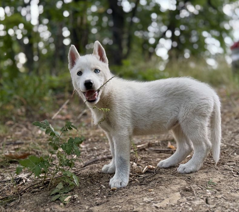Femela husky siberian!