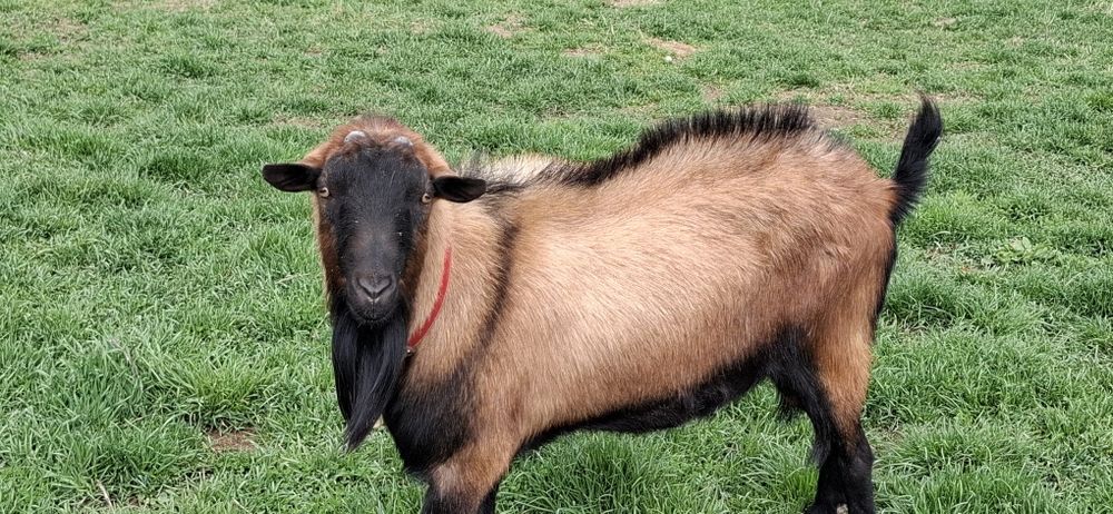 Vand tap alpin francez