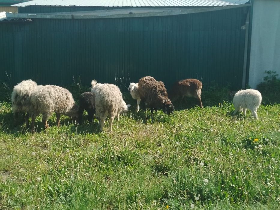 Продам баран все вместе