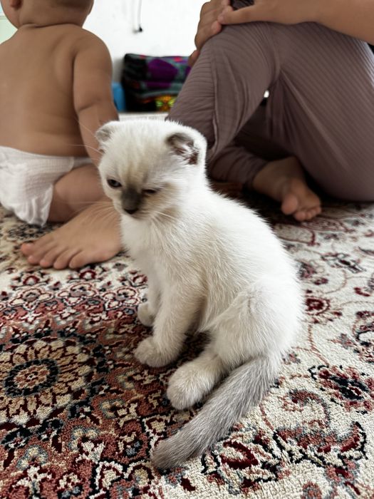 Котенок маргау кошка