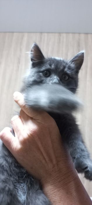 Кошечка в добрые руки