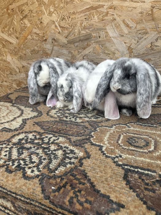 Iepuri berbec german