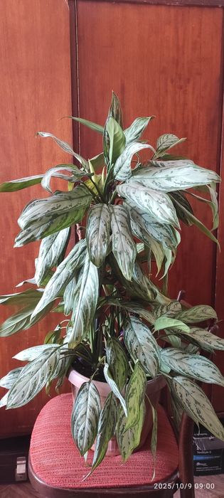 Аглонема. Комнатное растение.