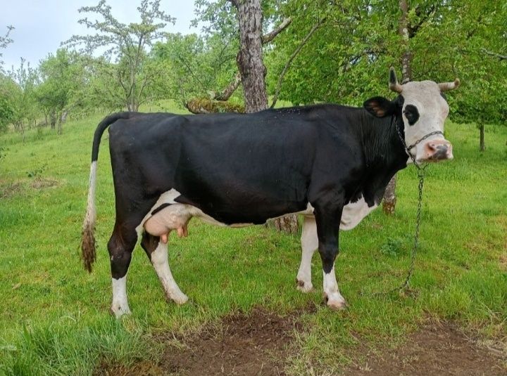 Vacă de vânzare.