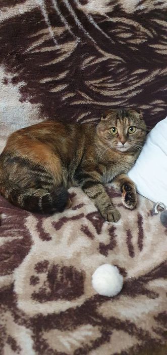 Пристраивается кошечка