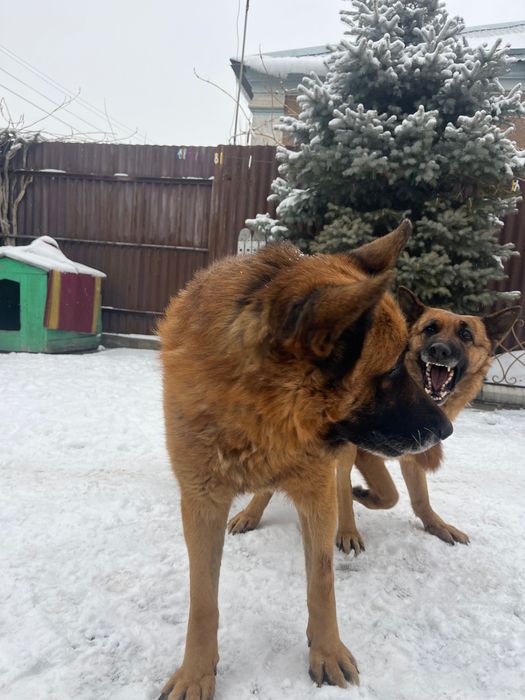 Авчарка кабель для случки.