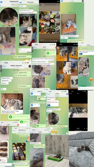 Вязка Скотиш Страйт